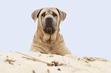 CANE CORSO 601